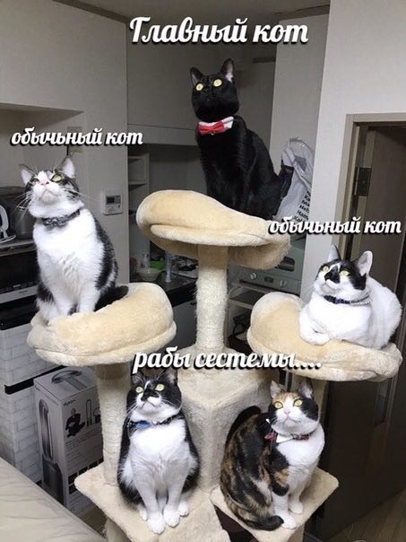 Тлабный кот обычьный кот