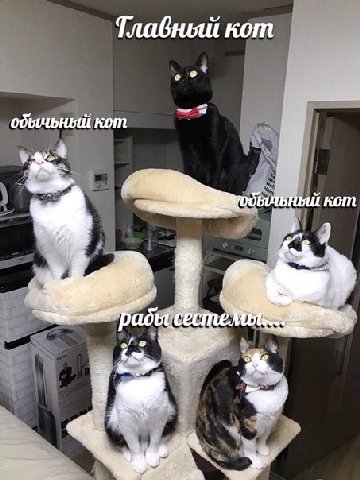 Тлабный кот обычьный кот