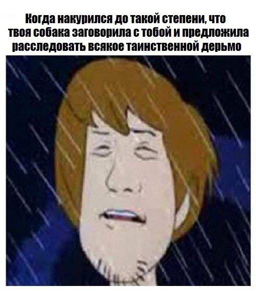 Когда накурился до такой степени, что твоя собака с тобой и предложила расследовать всякое таинственной дерьмо