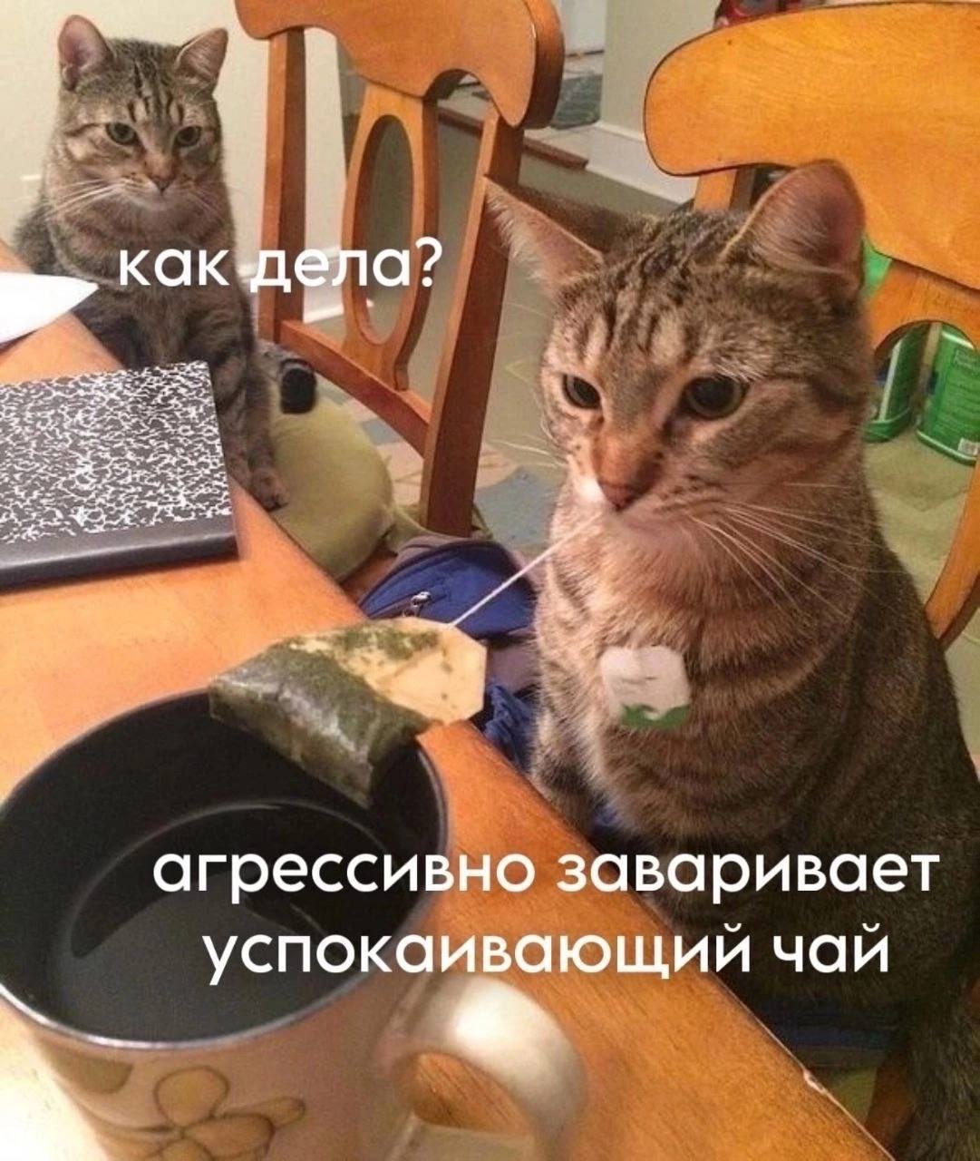 как.дела? агрессивно заваривает успокаивающий чай