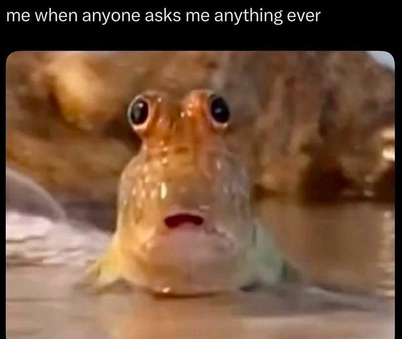 me when anyone asks me anything ever 4