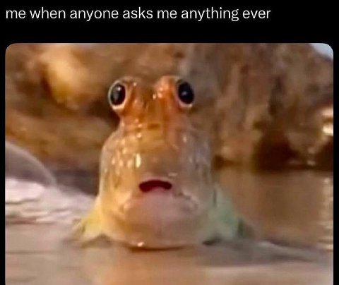 me when anyone asks me anything ever 4