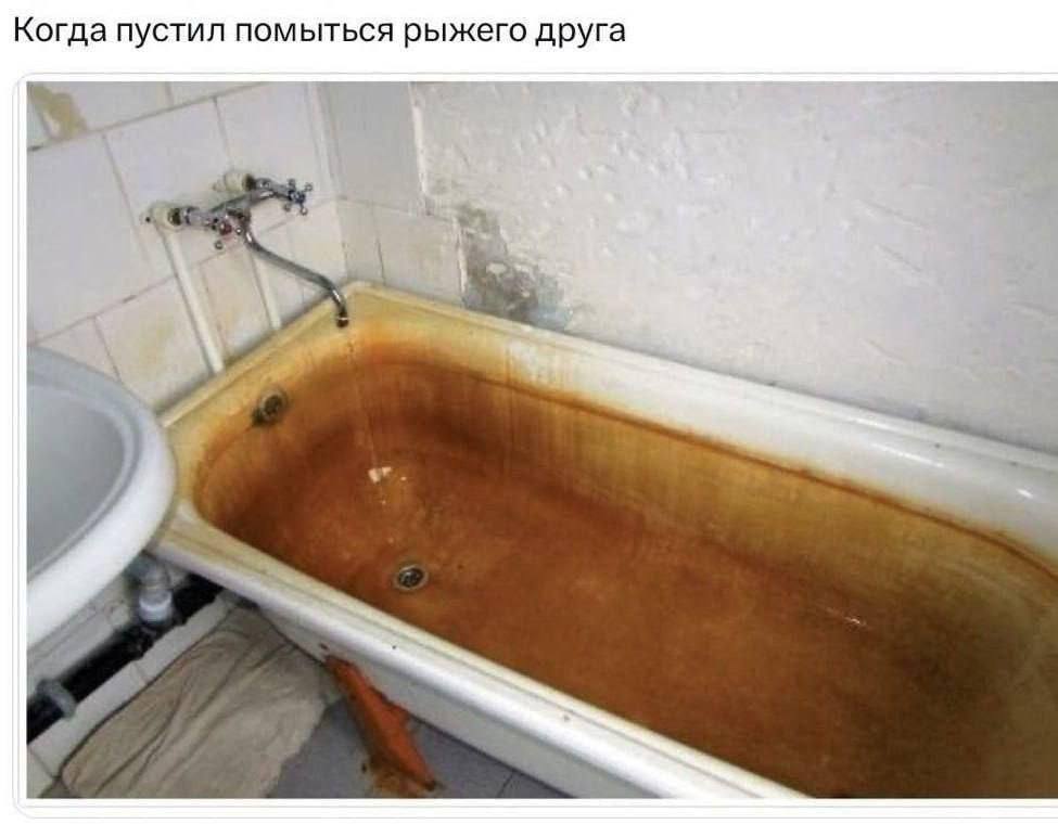 Когда пустил помыться рыжего друга