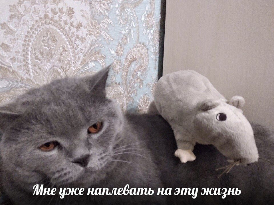%4 уже наплевать на эту жизнь
