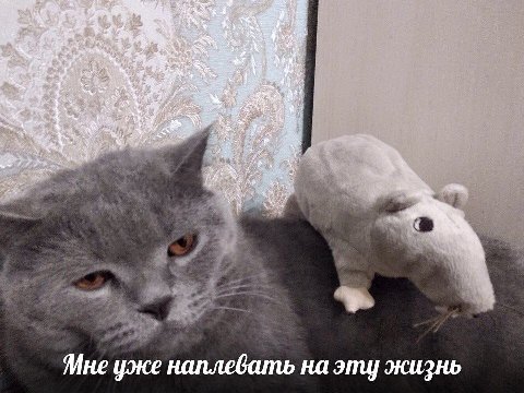 %4 уже наплевать на эту жизнь