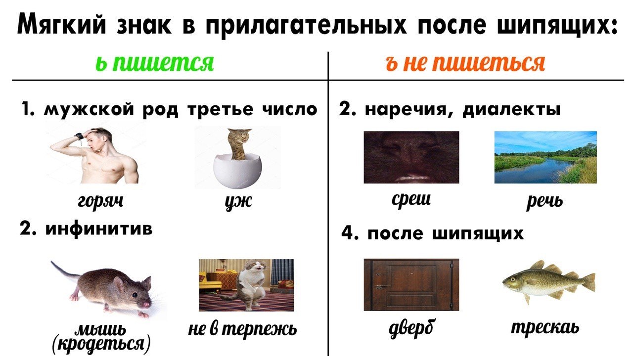 Мягкий знак в прилагательных после шипящих: 6 пишется о Не пишеться 1. мужской род третье число 2. наречия, диалекты у} горяч среш речь 2. инфинитив 4. после шипящих (кродеться) не 6 терпежь трескаь