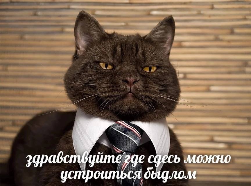 сдесь устроиться дыдлом