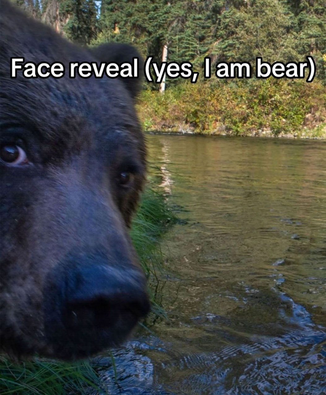 Face reveal (yes, bear)