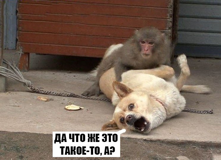 ДАЧТО ЖЕ ЭТО TAKOE-TO, у
