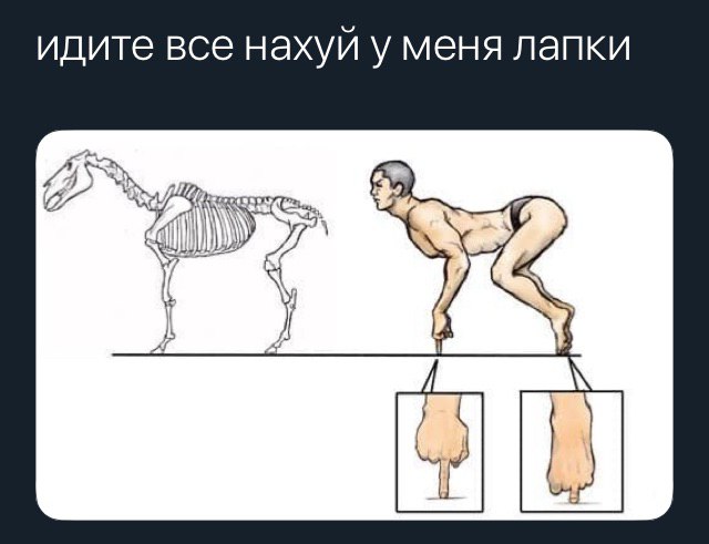 идите все нахуй у меня лапки