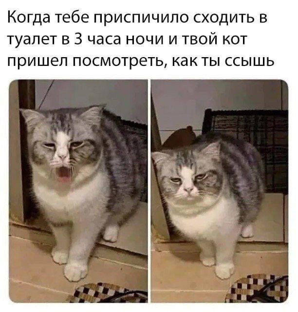 Когда тебе приспичило сходить в туалет в 3 часа ночи и твой кот пришел посмотреть, как ты ссышь