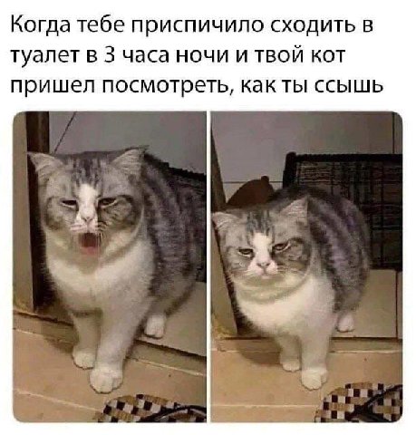 Когда тебе приспичило сходить в туалет в 3 часа ночи и твой кот пришел посмотреть, как ты ссышь