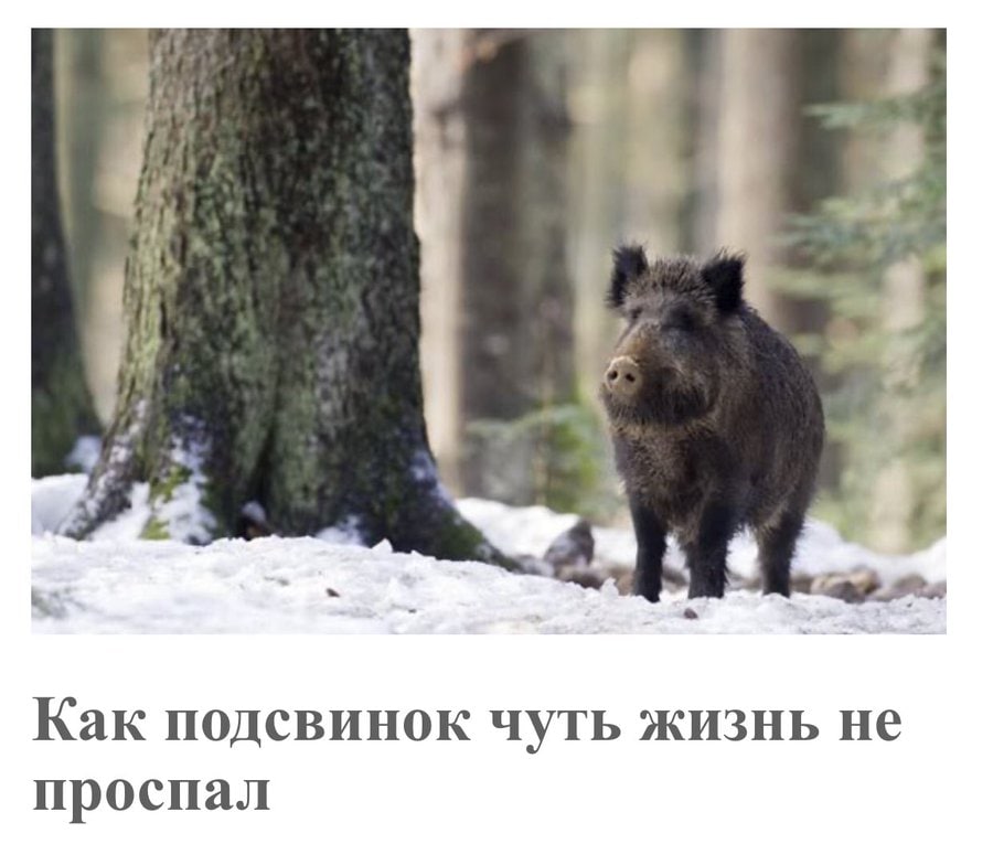 и Bia Как HOACBUHOK чуть жизнь HE проспал