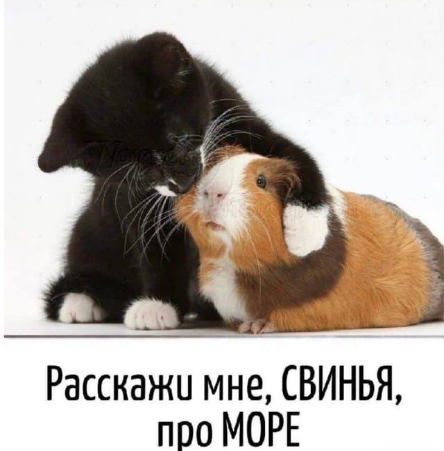 Расскажи мне, СВИНЬЯ, про МОРЕ