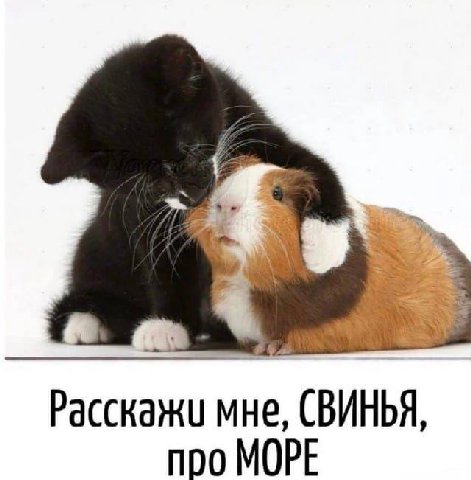 Расскажи мне, СВИНЬЯ, про МОРЕ