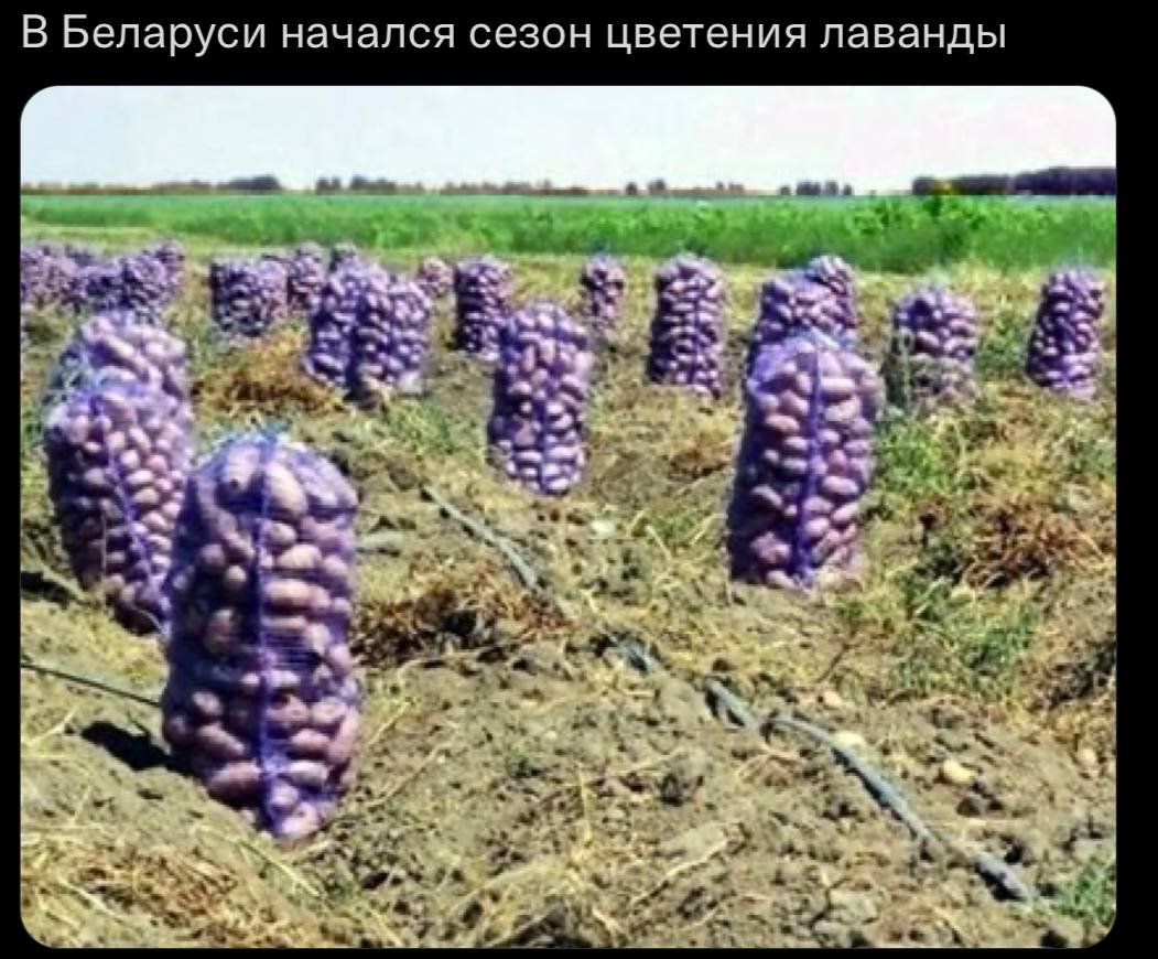 В Беларуси начался сезон цветения лаванды а a 4 и AT 4 A 7 4 к 4 3 3 ‘4 a A 2% 4 a