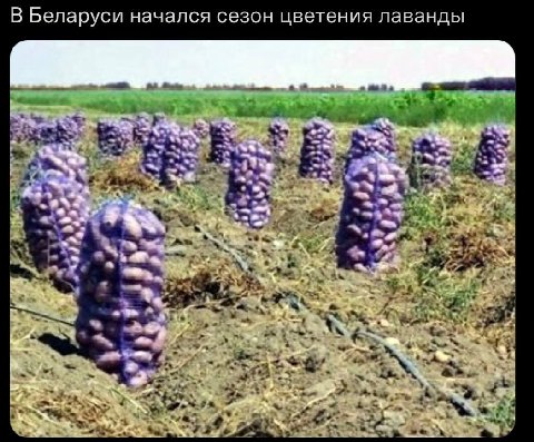 В Беларуси начался сезон цветения лаванды а a 4 и AT 4 A 7 4 к 4 3 3 ‘4 a A 2% 4 a