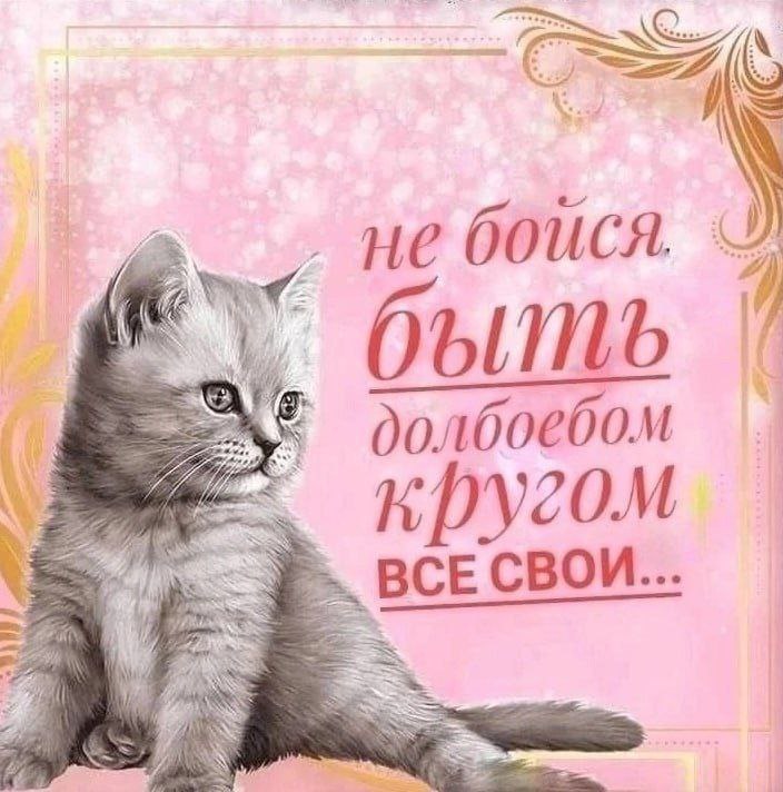 vee Nes A не боися долбоебом COM ВСЕ СВОИ