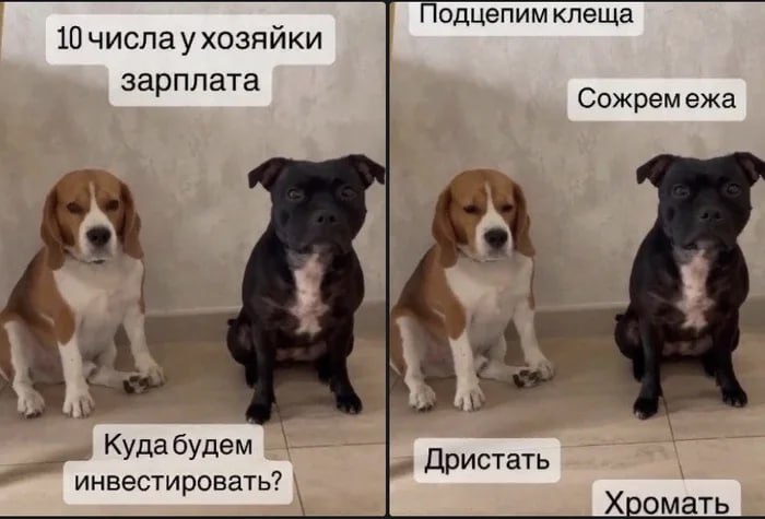 Подцепим клеща 10 числаухозяйки зарплата Сожремежа Куда будем инвестировать? Дристать Хромать