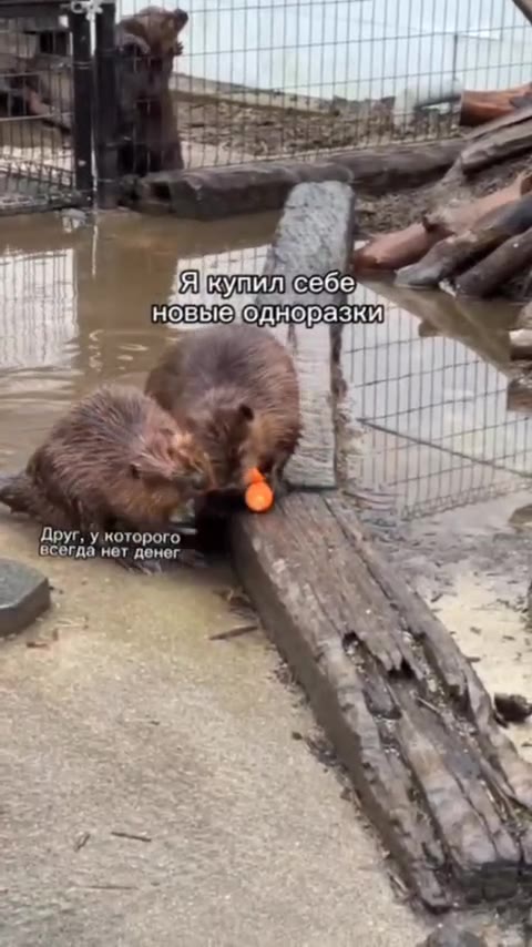 = Я купил себе tite uN новые OAHOPASKVenan eee = = © Якупилсебе банка ‹ новые одноразки "и Купил себень <. новыеТодноразки; Ayr, У которого TS = 2 всегда нет денег ate