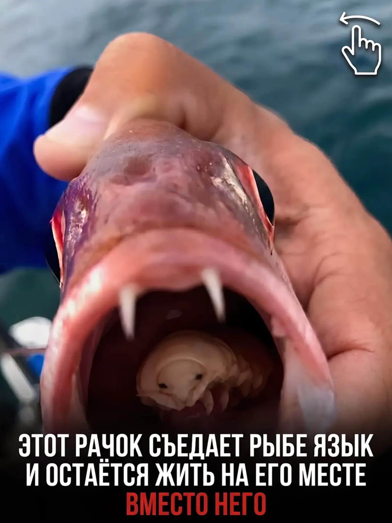 ЭТОТРАЧОК СЪЕДАЕТ РЫБЕ ЯЗЫК И ОСТАЕТСЯ ЖИТЬ НА ЕГО МЕСТЕ