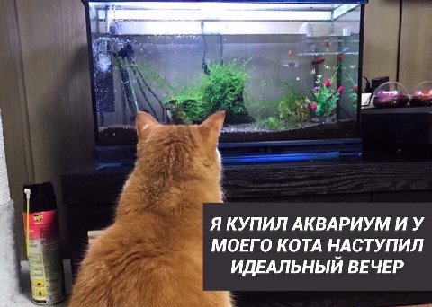 ЯКУПИЛ АКВАРИУМ И У МОЕГО КОТА НАСТУПИЛ ИДЕАЛЬНЫЙ ВЕЧЕР