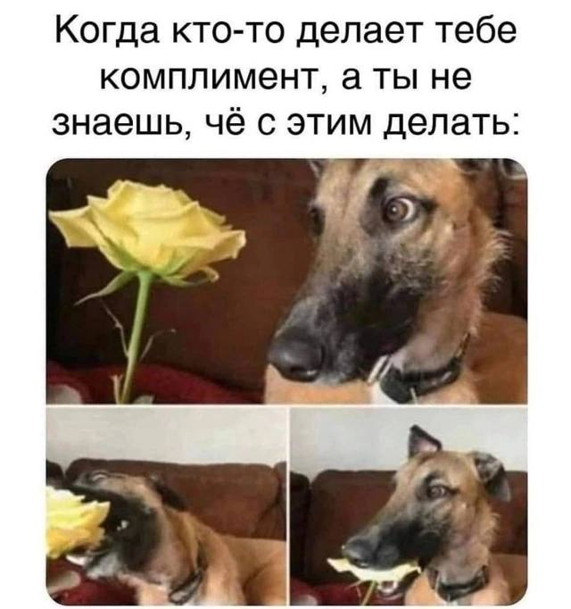 Когда кто-то делает тебе комплимент, а ты не знаешь, чё с этим делать: