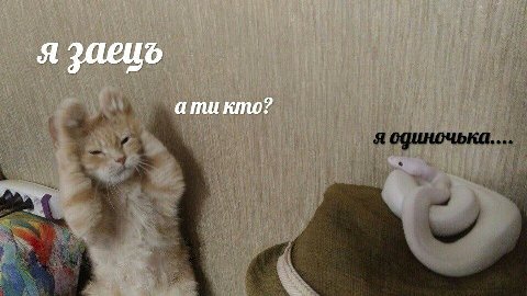 я заеиь атикто?