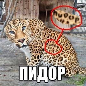 his we ПИДОР
