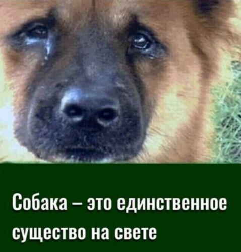 Собака это единственное существо на свете