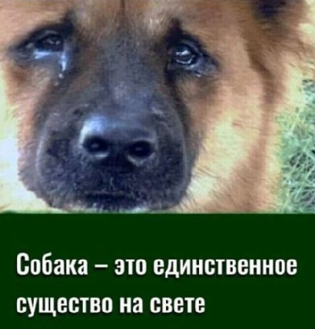 Собака это единственное существо на свете