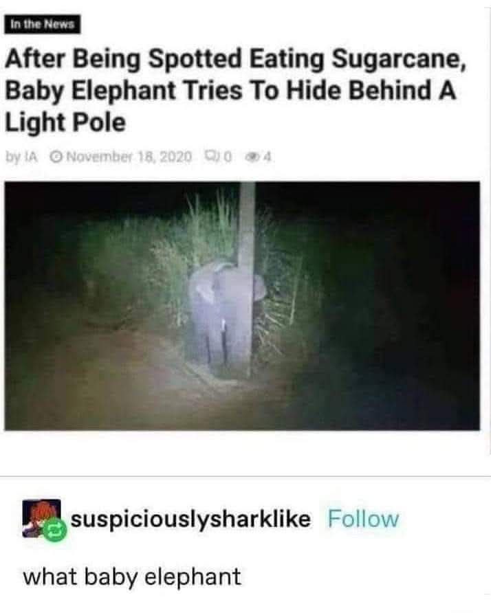 After Being Spotted Eating Sugarcane, Baby Elephant Tries To Hide Behind A Light Pole suspiciouslysharklike Follow what baby elephant