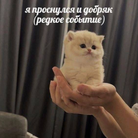 япроснулея и фобряк (редкое событие)
