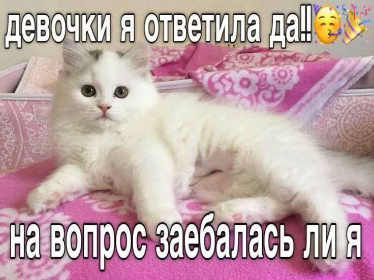 be заебалась