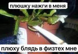 плюшку нажги в меня плюху блядь физтех мне