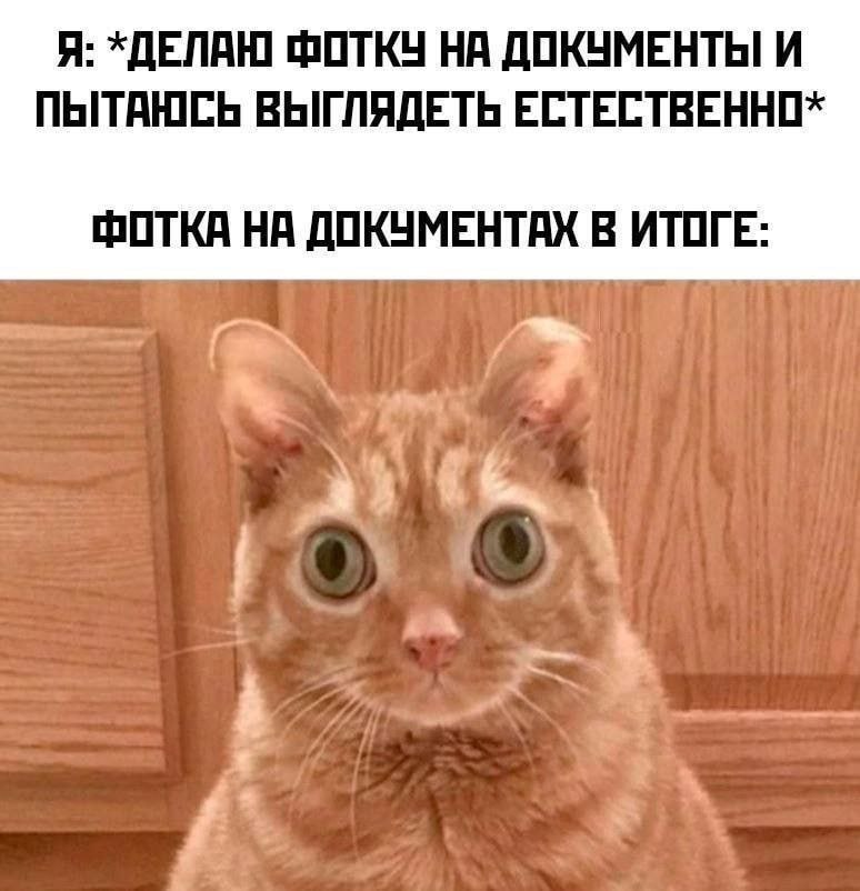 Я: *ДЕЛАЮ ФОТКУ НА ДОКУМЕНТЫ И ПЫТАЮСЬ ВЫГЛЯДЕТЬ ФОТКА НА ДОКУМЕНТАХ В ИТОГЕ: