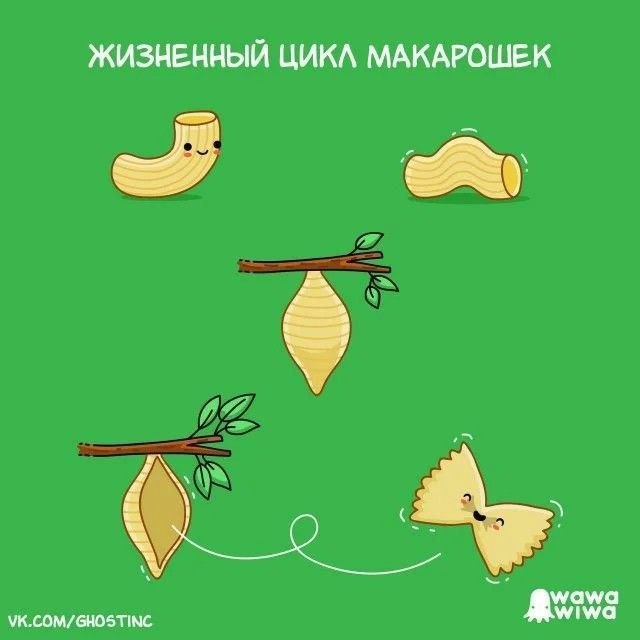 ЖИЗНЕННЫЙ ЦИКЛ МАКАРОШЕК