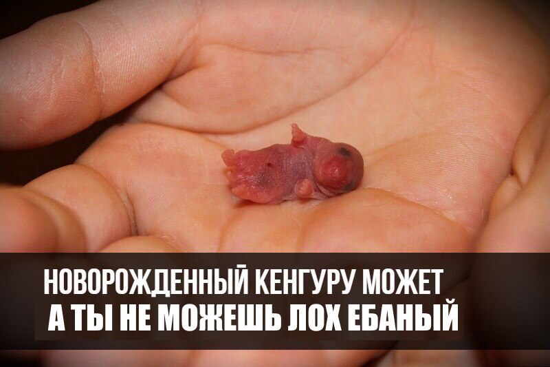 НОВОРОЖДЕННЫЙ КЕНГУРУ МОЖЕТ АТЫ НЕ МОЖЕШЬ ЛОХ ЕБАНЫЙ