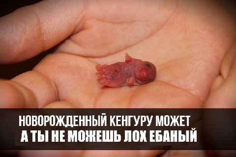 НОВОРОЖДЕННЫЙ КЕНГУРУ МОЖЕТ АТЫ НЕ МОЖЕШЬ ЛОХ ЕБАНЫЙ