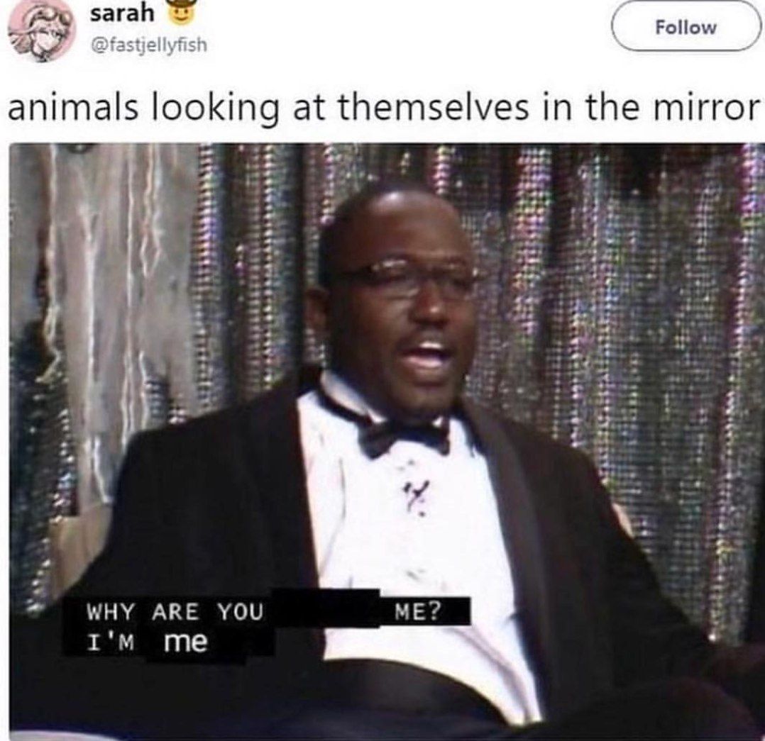 sarah animals looking at themselves in the mirror WHY ARE YOU ME?
