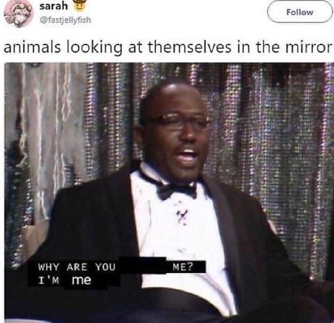 sarah animals looking at themselves in the mirror WHY ARE YOU ME?