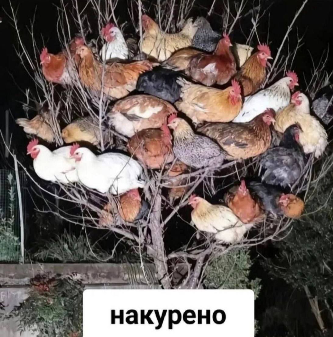 4 накурено