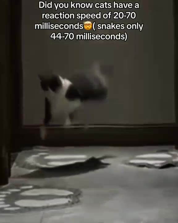 milliseconds ( snakes only reaction speed of 20-70