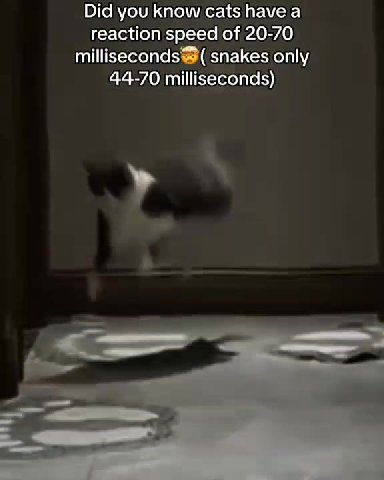 milliseconds ( snakes only reaction speed of 20-70