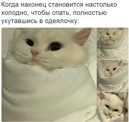 Когда наконец становится настолько холодно, чтобы спать, полностью укутавшись в одеялочку: