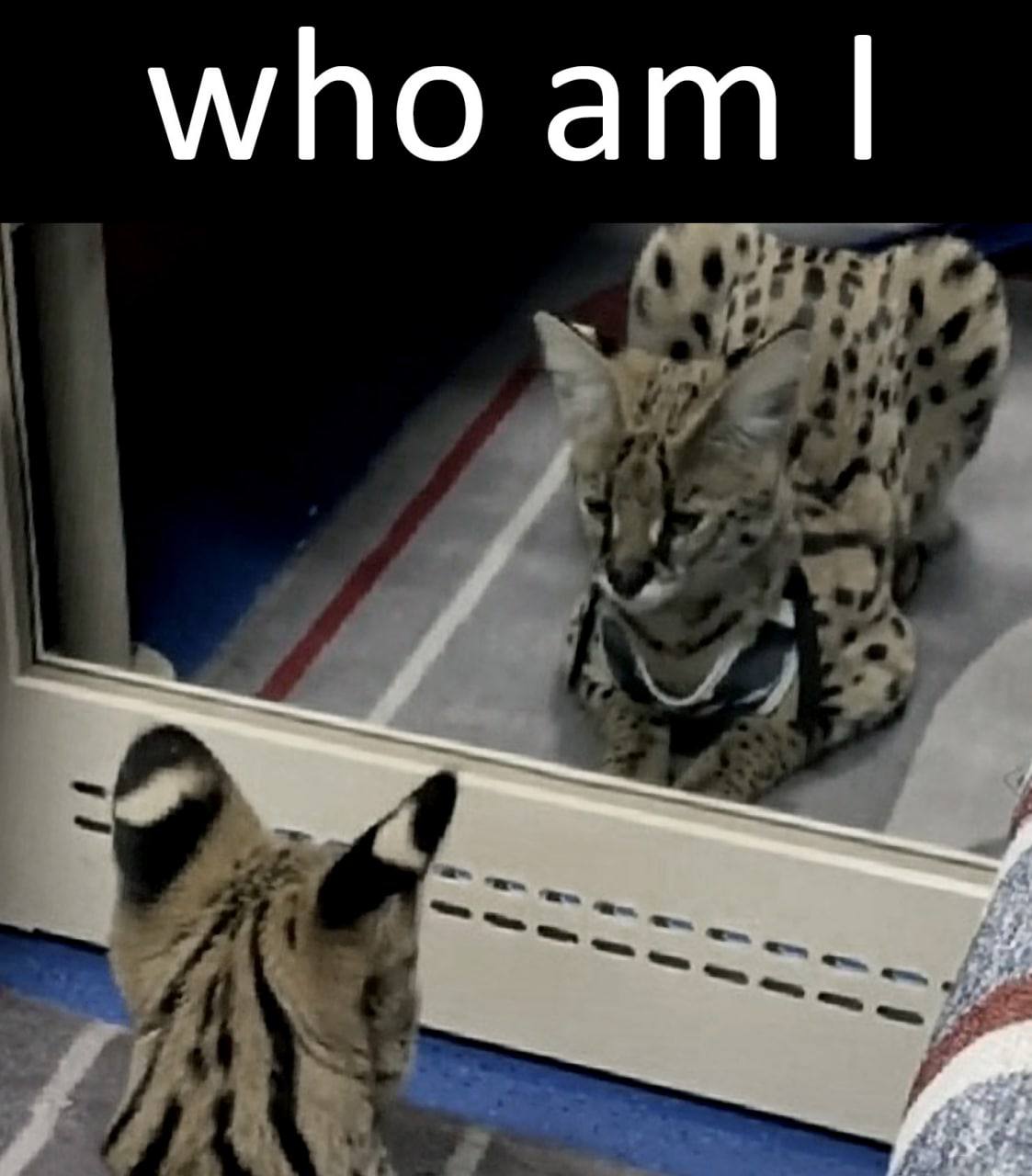 who