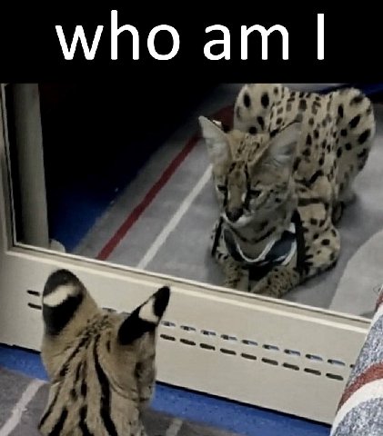 who