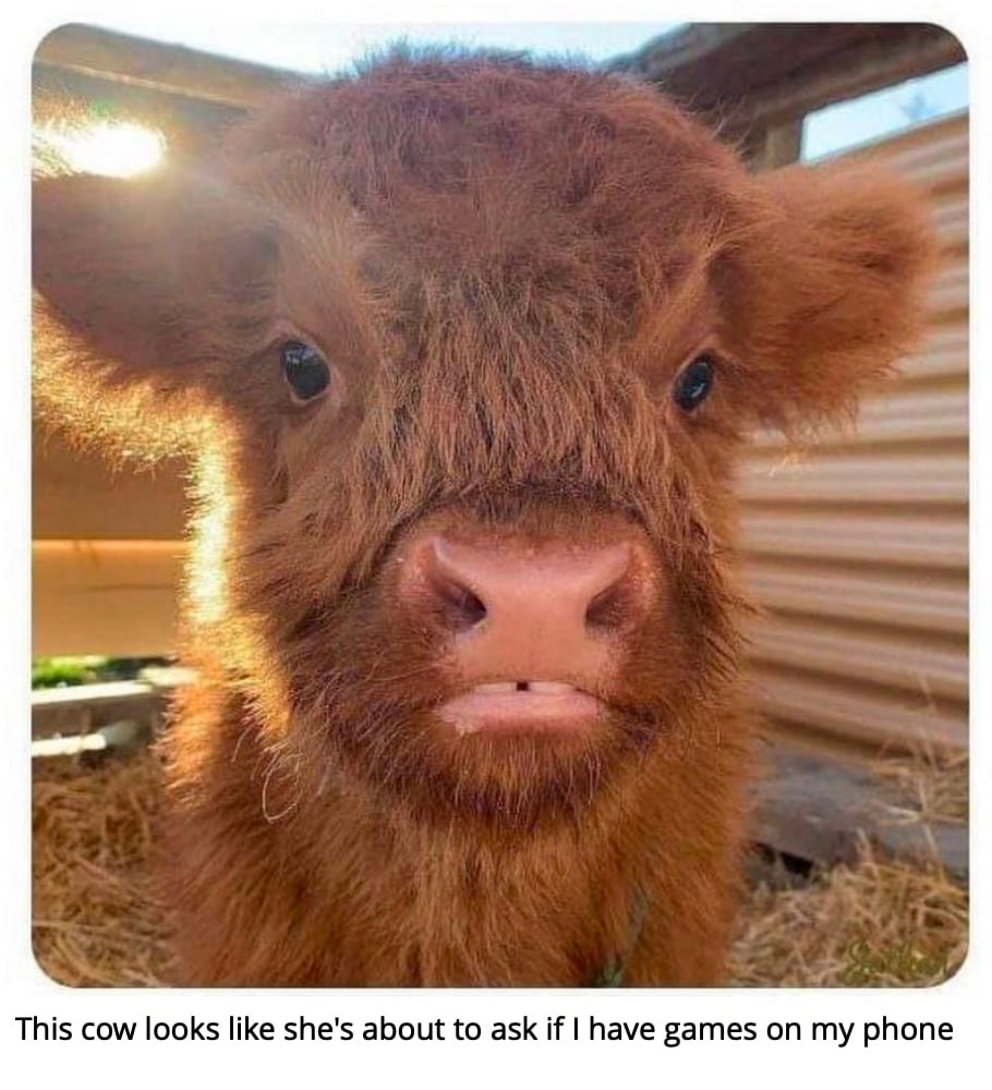This cow looks like she's about to ask if have games my phone