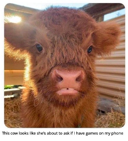 This cow looks like she's about to ask if have games my phone