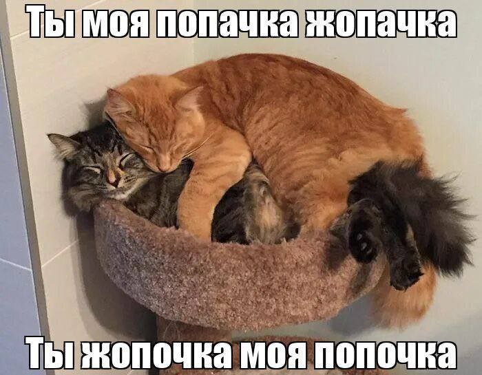 жопачка Ты жопочка моя попочка